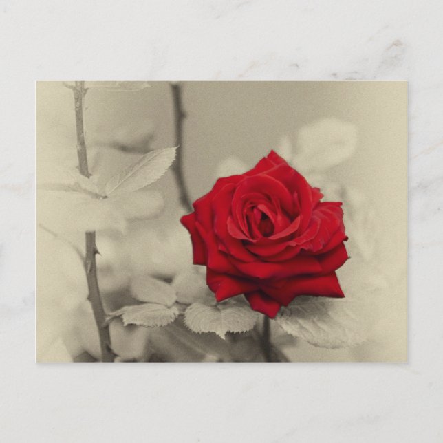 _L0S7918.jpg Postcard (Front)