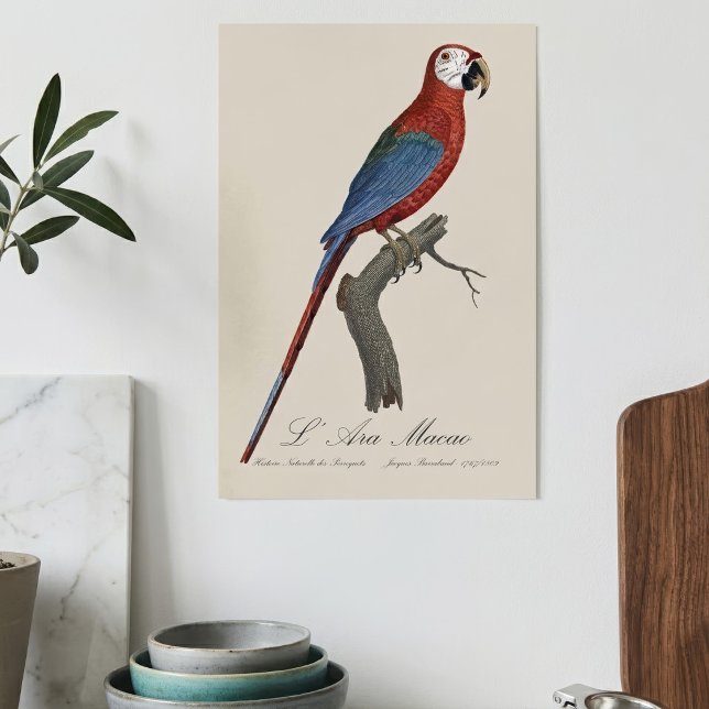 L' Ara Macao / Red and green Macaw  Poster (Red-and-green Macaw, Ara chloropterus. Poster)