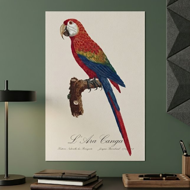 L' Ara Macao / Scarlet Macaw  Poster (Scarlet Macaw or Red-Breasted Macaw, Ara macao. Poster)