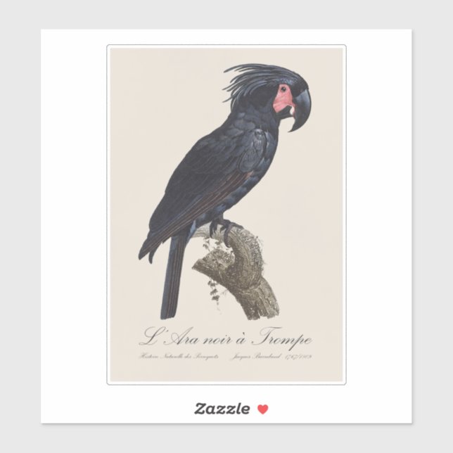 L' Ara Noir a Trompe / Palm Cockatoo  (Sheet)