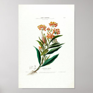 La Cadrille Soyeuse Vintage Botanical Flore D Amer Poster