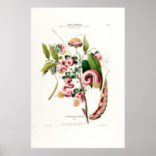 La Chevelure Des Amazones Pink Botanical Amerique Poster
