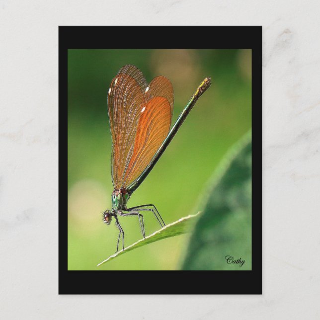 La demoiselle postcard (Front)