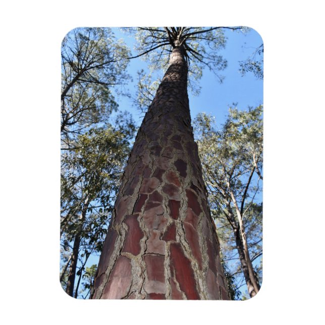 La Gerche Ponderosa Pine Flexible Magnet (Vertical)