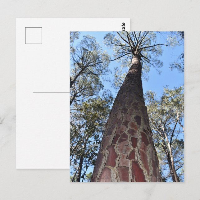 La Gerche Ponderosa Pine Postcard (Front/Back)
