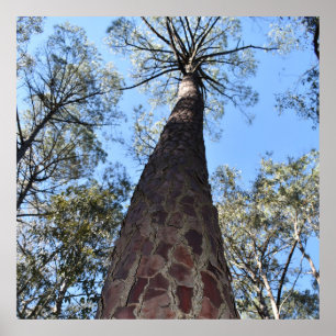 La Gerche Ponderosa Pine Poster