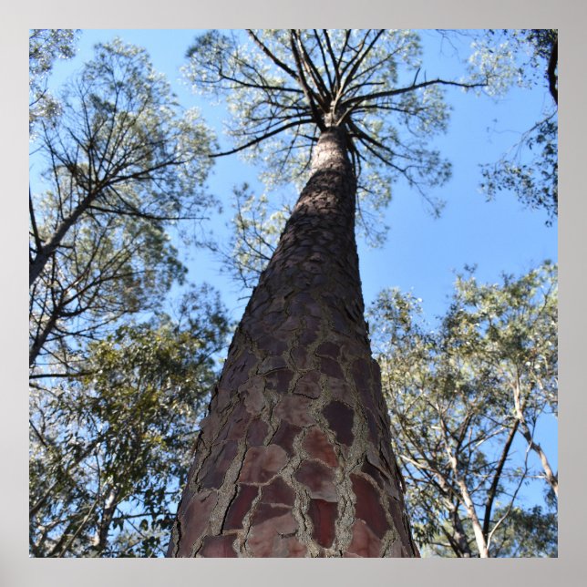 La Gerche Ponderosa Pine Poster (Front)
