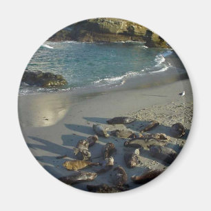 La Jolla Cove Beach Waves Sand Seals Magnet