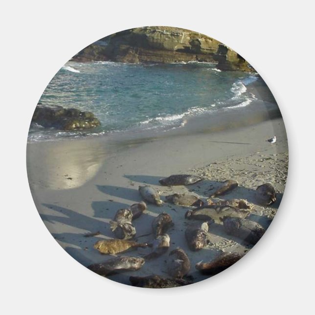 La Jolla Cove Beach Waves Sand Seals Magnet (Front)