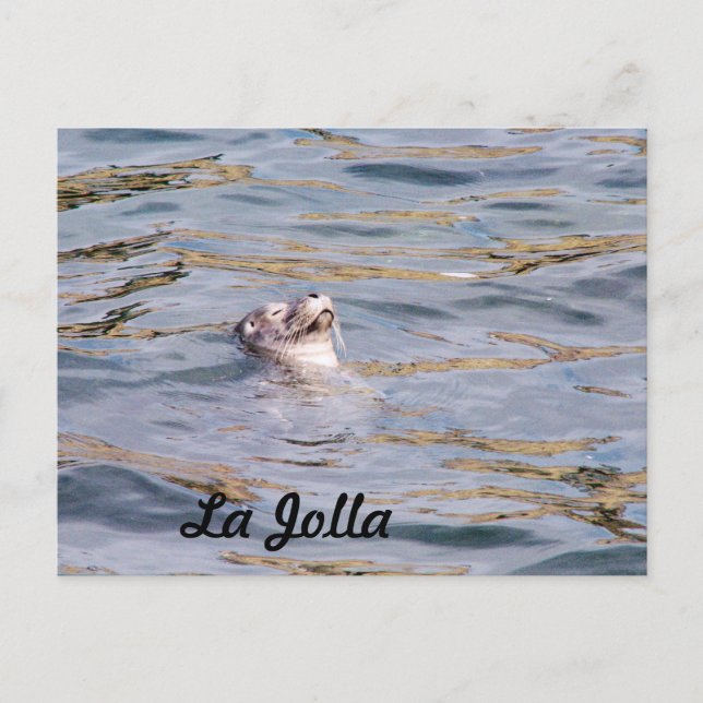 La Jolla Seal Postcard (Front)