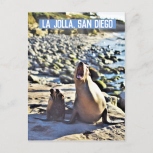 La Jolla Seals Holiday Postcard