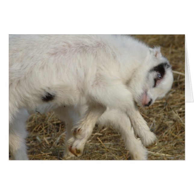 La Mancha Billy Kid At Play (Front Horizontal)