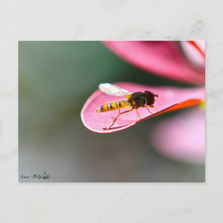 La mouche postcard