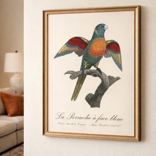 La Perruche a face bleue  Photo Print (Coconut Lorikeet, Trichoglossus haematodus. Photo Print)