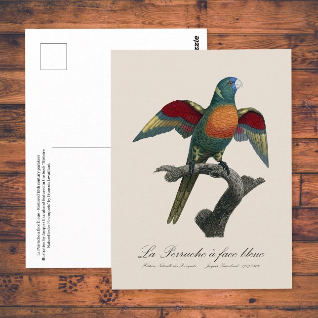 La Perruche a face bleue  Postcard (Coconut Lorikeet, Trichoglossus haematodus. Postcard)