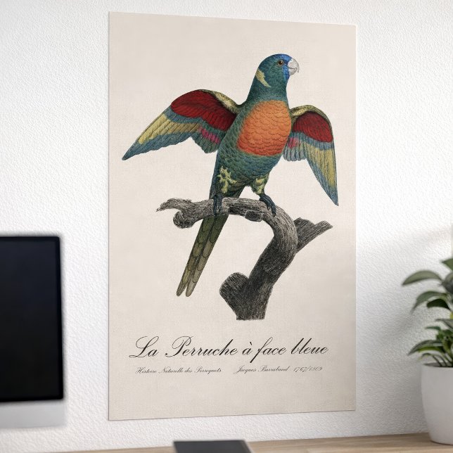 La Perruche a face bleue  Poster (Coconut Lorikeet, Trichoglossus haematodus. Poster)