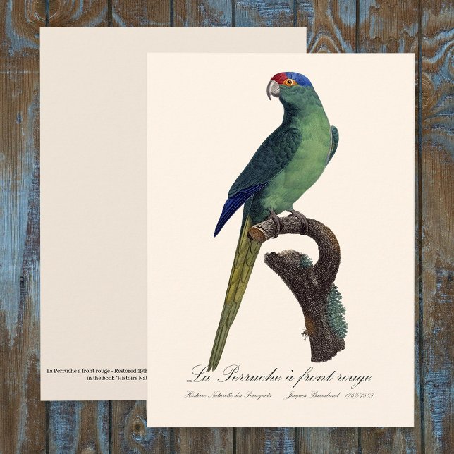 La Perruche a front rouge  Thank You Card (Orange-Fronted Parakeet, Eupsittula Canicularis. Thank You Card )