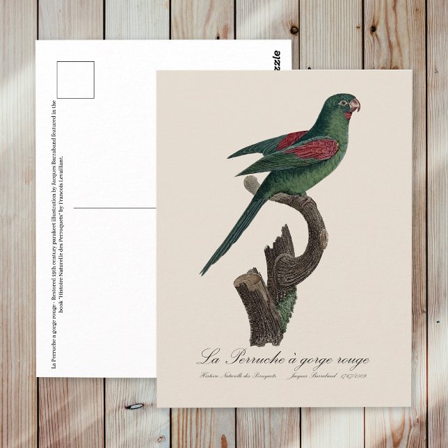 La Perruche a gorge rouge  Postcard (Orange-Chinned Parakeet, Brotogeris jugularis. Postcard)