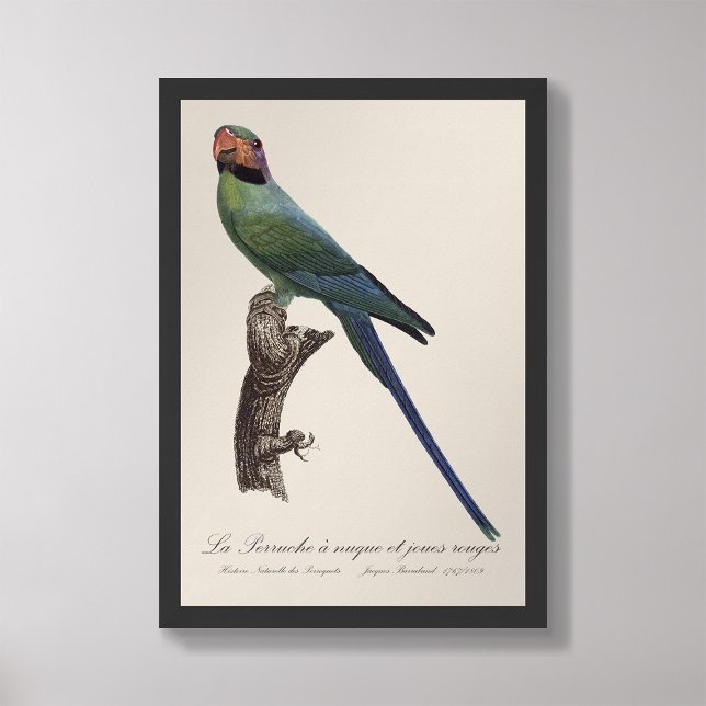 La Perruche a nuque et joues rouges  Photo Print (Creator Uploaded)