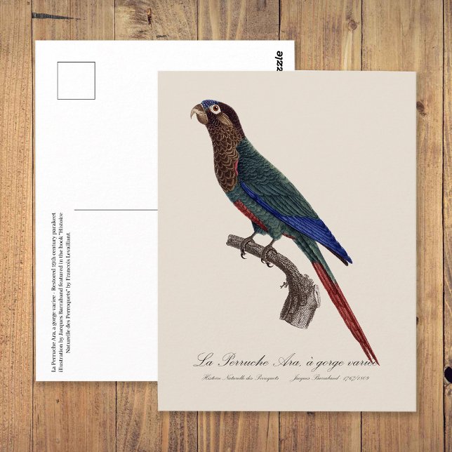 La Perruche Ara, a gorge variee  Postcard (The Painted Parakeet, Pyrrhura Picta. Postcard)