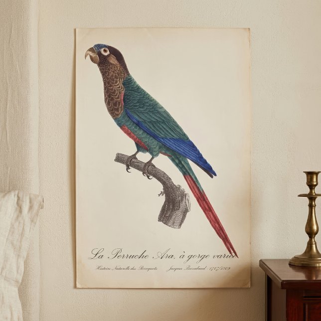 La Perruche Ara, a gorge variee  Poster (The Painted Parakeet, Pyrrhura Picta. Poster)