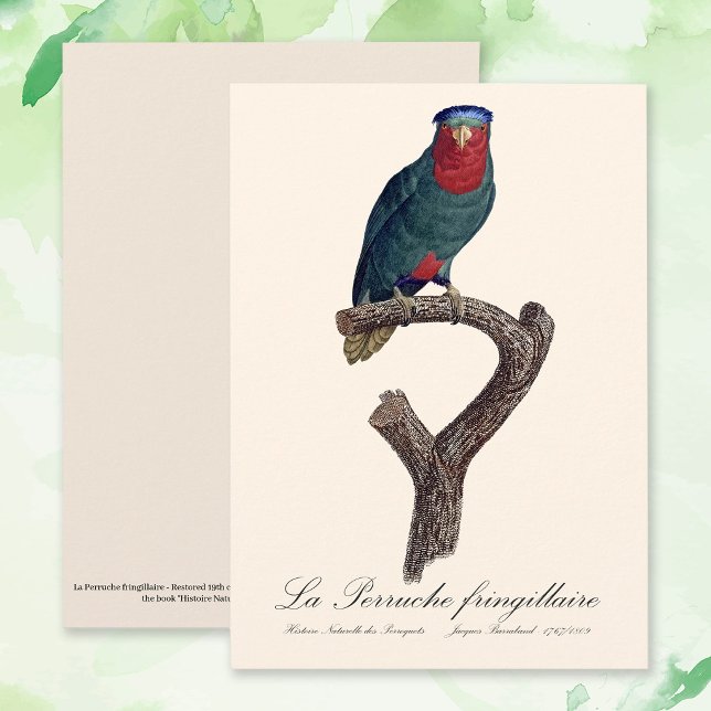 La Perruche fringillaire  Thank You Card (Blue-Crowned Lorikeet, Vini Australis. Thank You Card)