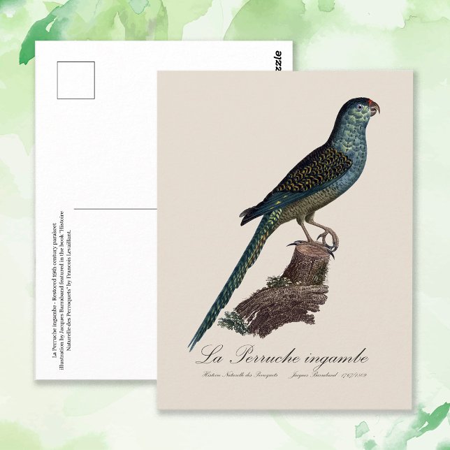 La Perruche ingambe  Postcard (Ground Parrot or Swamp Parrot, Pezoporus Wallicus. Postcard)