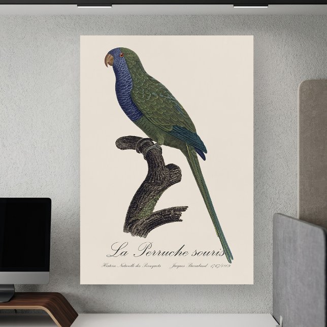 La Perruche souris / Monk Parakeet  Poster (Monk Parakeet or Monk Parrot, Myiopsitta Monachus. Poster )