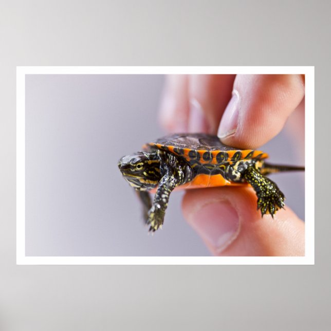 La Petite Tortue Poster (Front)