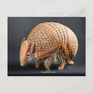 La Plata Three-Banded Armadillo Postcard