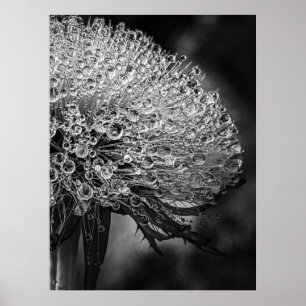 La Pluie Noir - Dandelion Poster