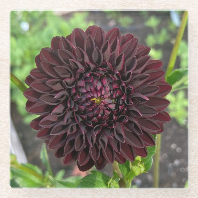 La Recoleta Dahlia, Deep Red Dahlia Flower  Glass Coaster (Front)