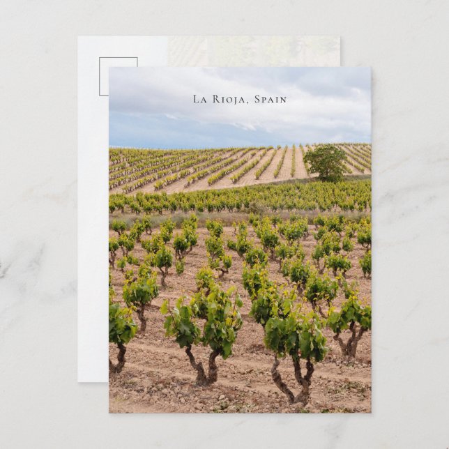 La Rioja, Spain Vineyard Landscape Postcard (Front/Back)