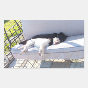 lab group sleeping rectangular sticker