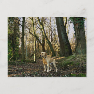 Lab in the woods postcard