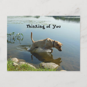 Lab Leaps Thinking of You Postcard