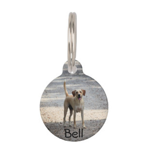 Lab Pet Tag