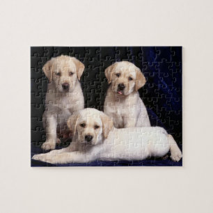 Lab Puppies Puzzle