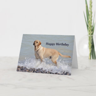 Lab Yellow Dog Water Photo Birthday Card