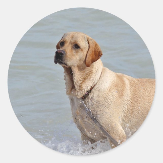 Lab Yellow Dog Water Photo Classic Round Sticker (Front)