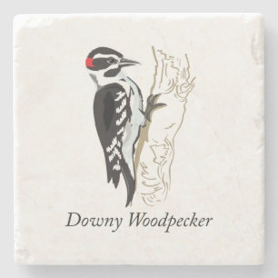 Labelled Downy Woodpecker Illustration Stone Coaster