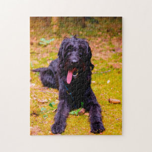 Labradoodle Dog. Jigsaw Puzzle