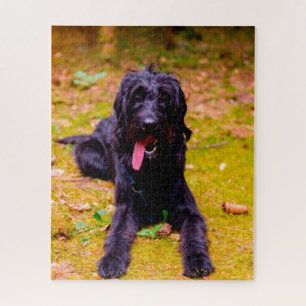 Labradoodle Dog. Jigsaw Puzzle
