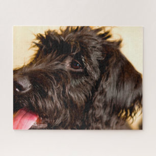 Labradoodle Dog. Jigsaw Puzzle