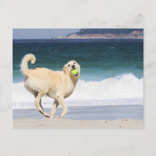 Labradoodle - Happy Day on the Beach Postcard