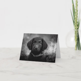 Labradoodle in B&W Notecard