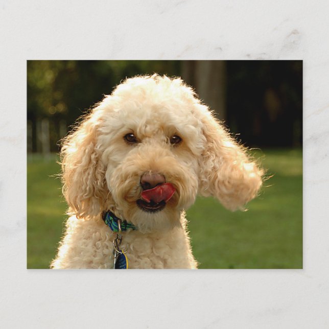Labradoodle Postcard (Front)