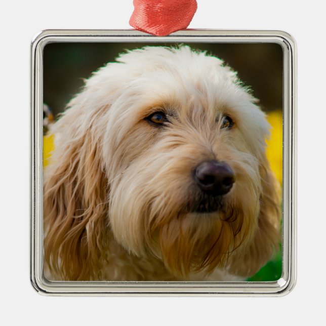 Labradoodle Puppy Dog Metal Ornament (Front)