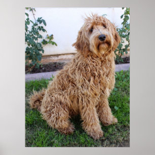 Labradoodle Puppy Dog Poster