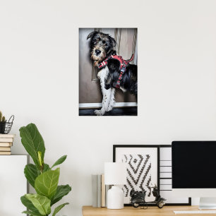 Labradoodle Puppy Going for Walk Poster